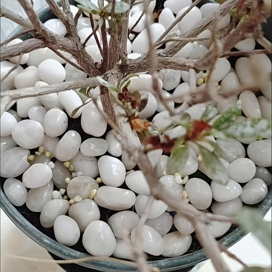 300/600g Polerowane białe kami – Bonsai Rock Garden recenzja i cena