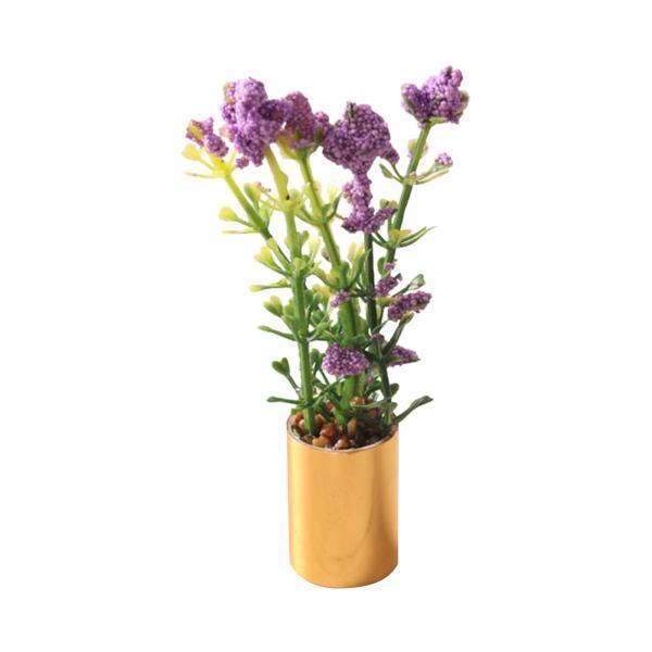 Miniaturowa Roślina Doniczkowa – Bonsai Garden Display recenzja i cena